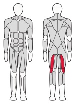 Cгибатель бедра сидя Fitex Pro FTX-FB23